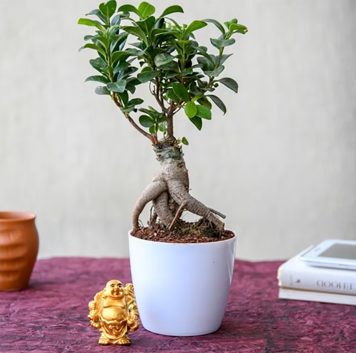 Online Bonsai Shopping Made Simple: From Selection To Care
