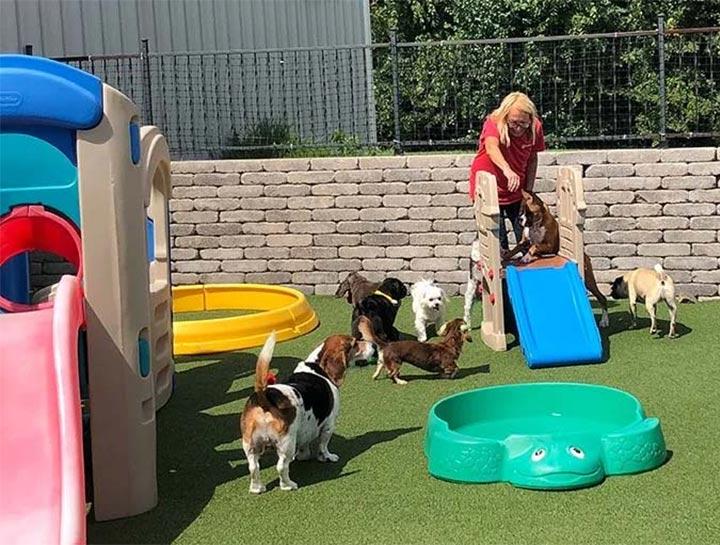 Emergency Doggy Day-care vs. Regular Boarding: Knowing the Differences: