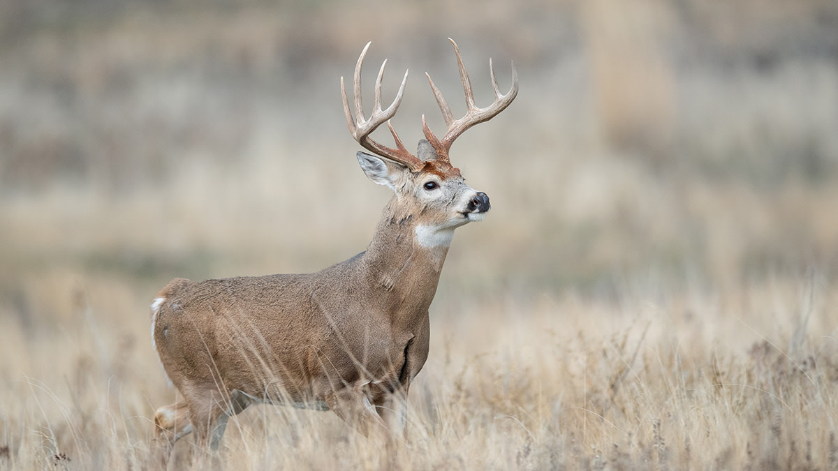 High Fence Guaranteed Hunting: Unveiling the Thrill of Big White Tail Bucks