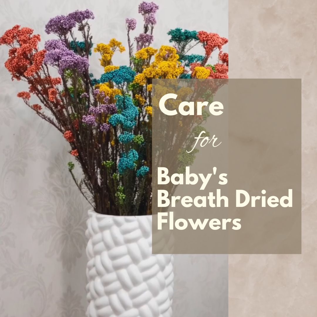 How to Care for Baby’s Breath Dried Flowers